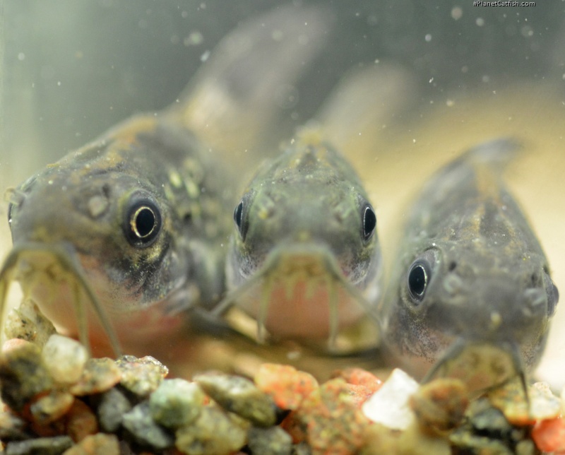 Gastrodermus sp. (C126)