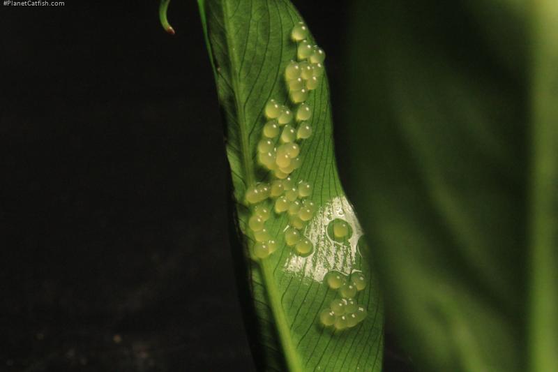 Gastrodermus sp. (Cw022)