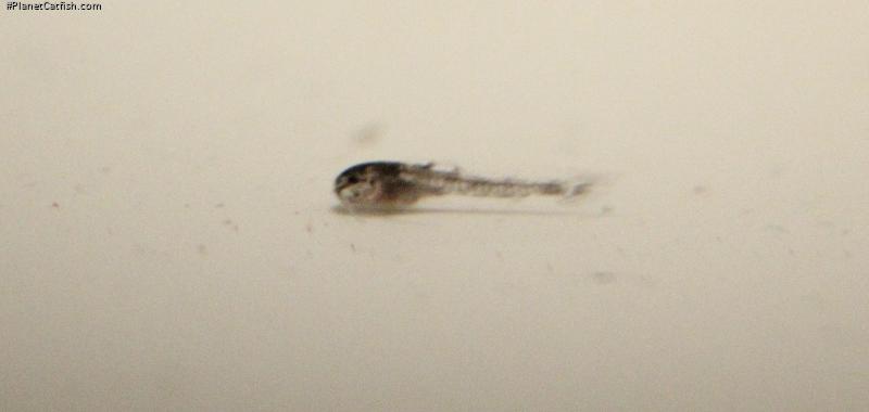 Gastrodermus sp. (Cw022)