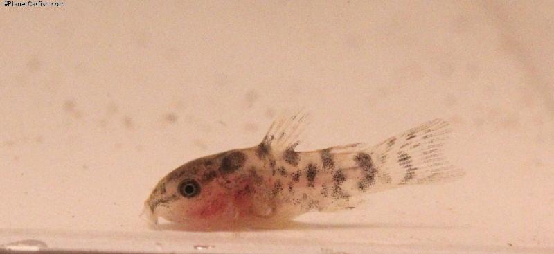 Gastrodermus sp. (Cw022)