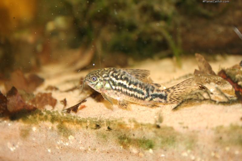 Gastrodermus sp. (Cw022)