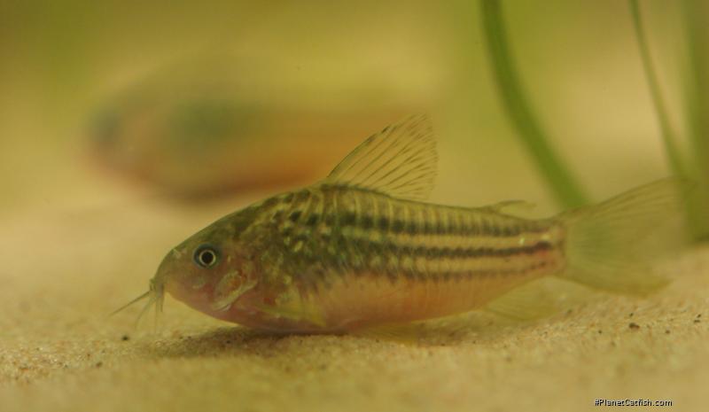 Gastrodermus sp. (Cw105)