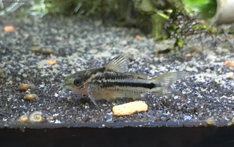 Gastrodermus sp. (Cw123)