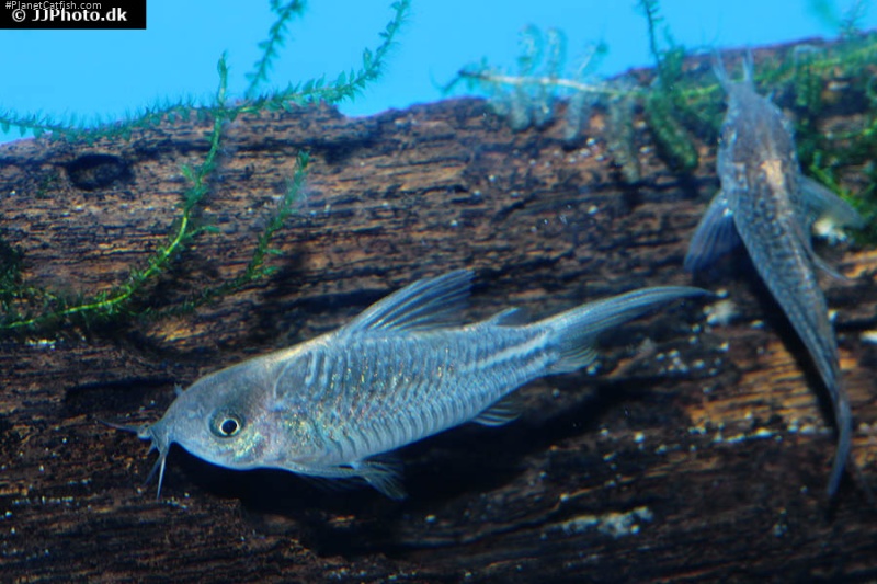 Gastrodermus sp. (Cw123)