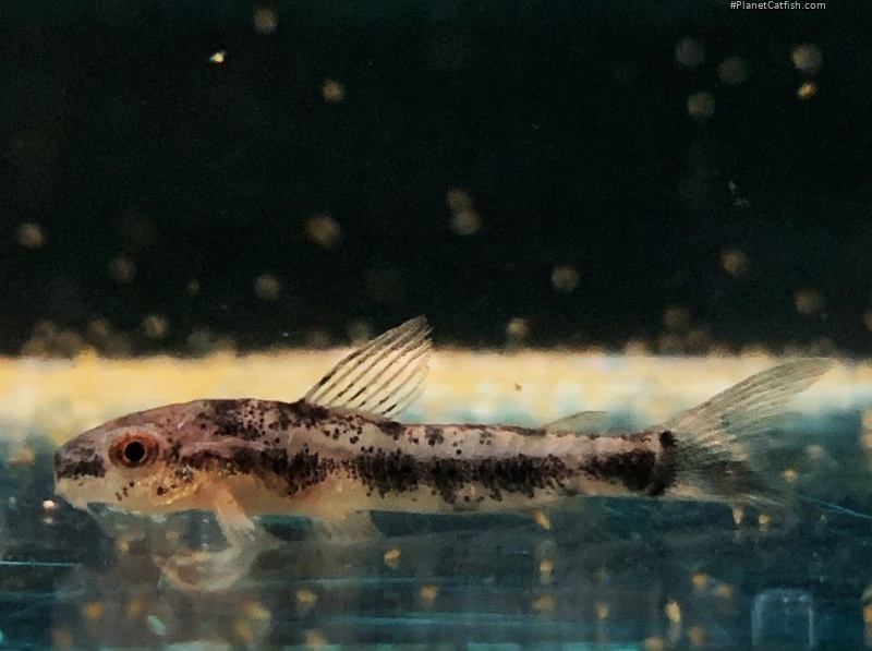 Gastrodermus sp. (Cw153)