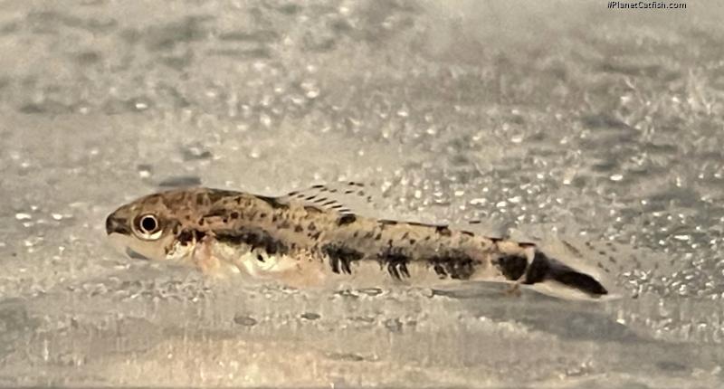 Gastrodermus sp. (Cw153)