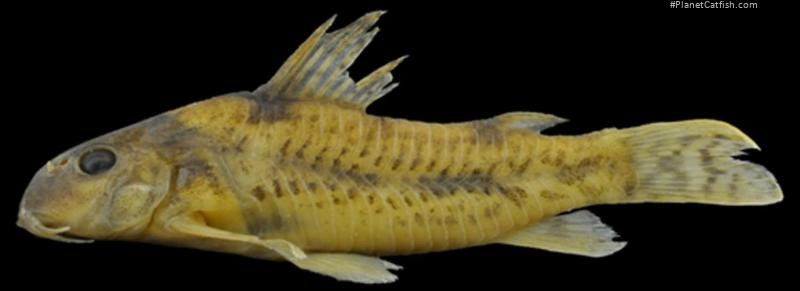 Hoplisoma aff. carlae