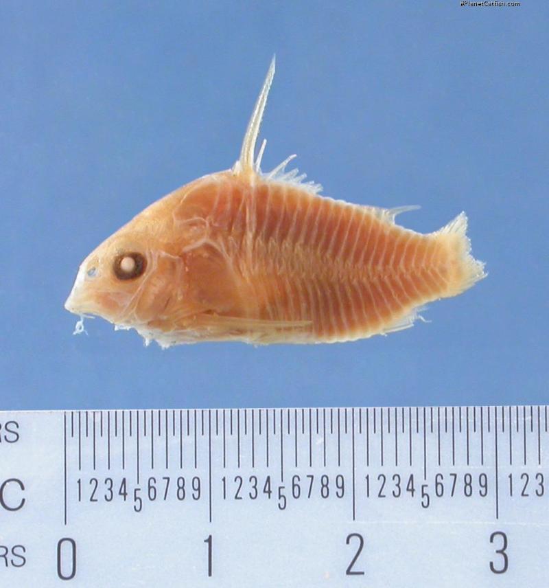 Hoplisoma amphibelum