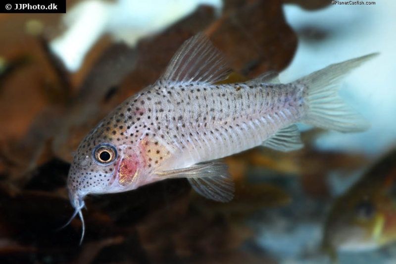 Hoplisoma apiaka