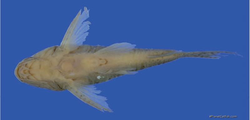 Hoplisoma apiaka