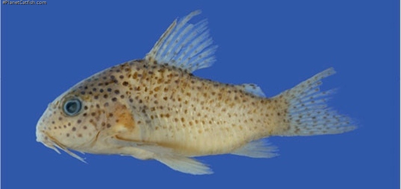 Hoplisoma apiaka