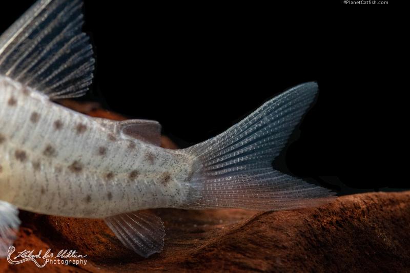 Hoplisoma atropersonatum
