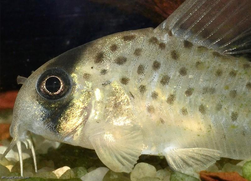 Hoplisoma atropersonatum