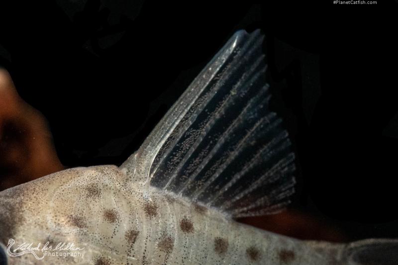 Hoplisoma atropersonatum