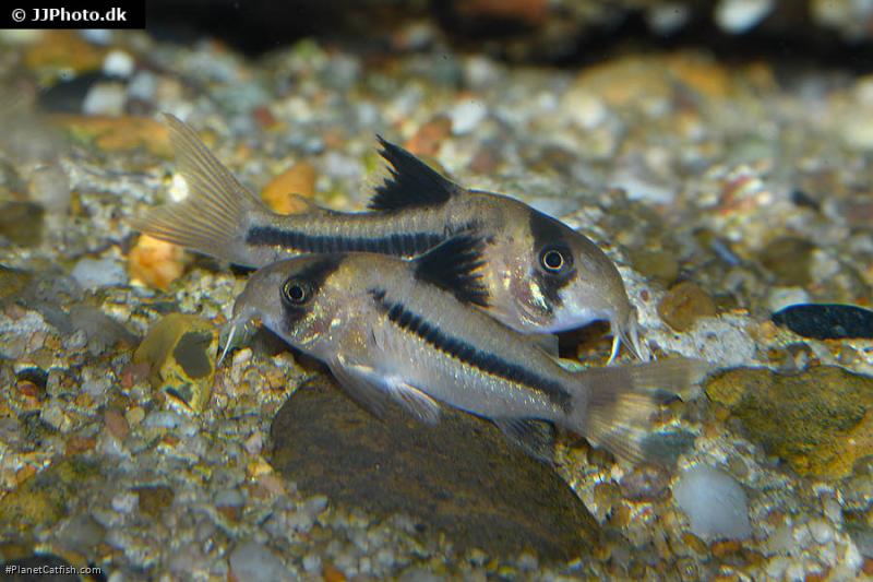 Hoplisoma axelrodi