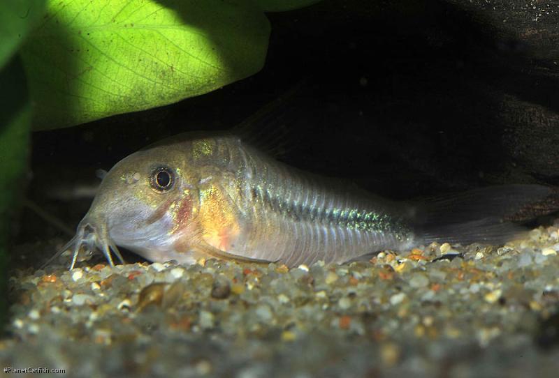 Hoplisoma baderi