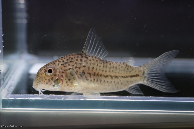 Hoplisoma boehlkei