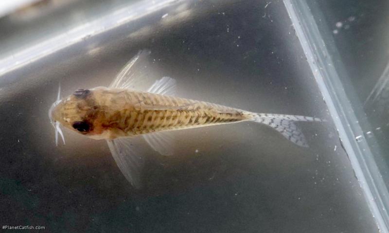 Hoplisoma boehlkei