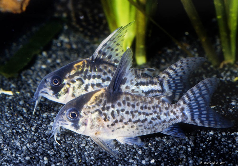 Hoplisoma brevirostre