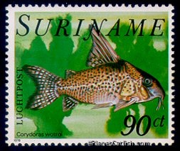 Hoplisoma brevirostre