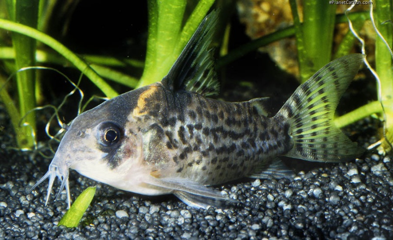 Hoplisoma brevirostre
