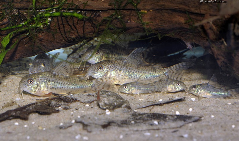 Hoplisoma carlae