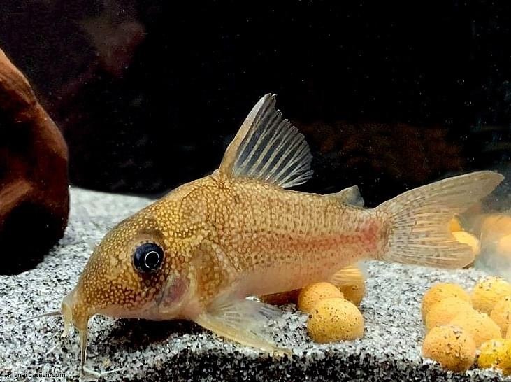 Hoplisoma cf. noxium