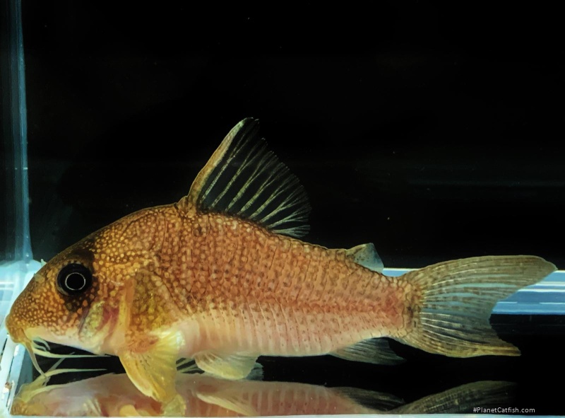 Hoplisoma cf. noxium