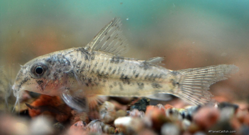 Hoplisoma cochui