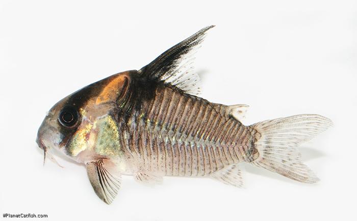 Hoplisoma colossus