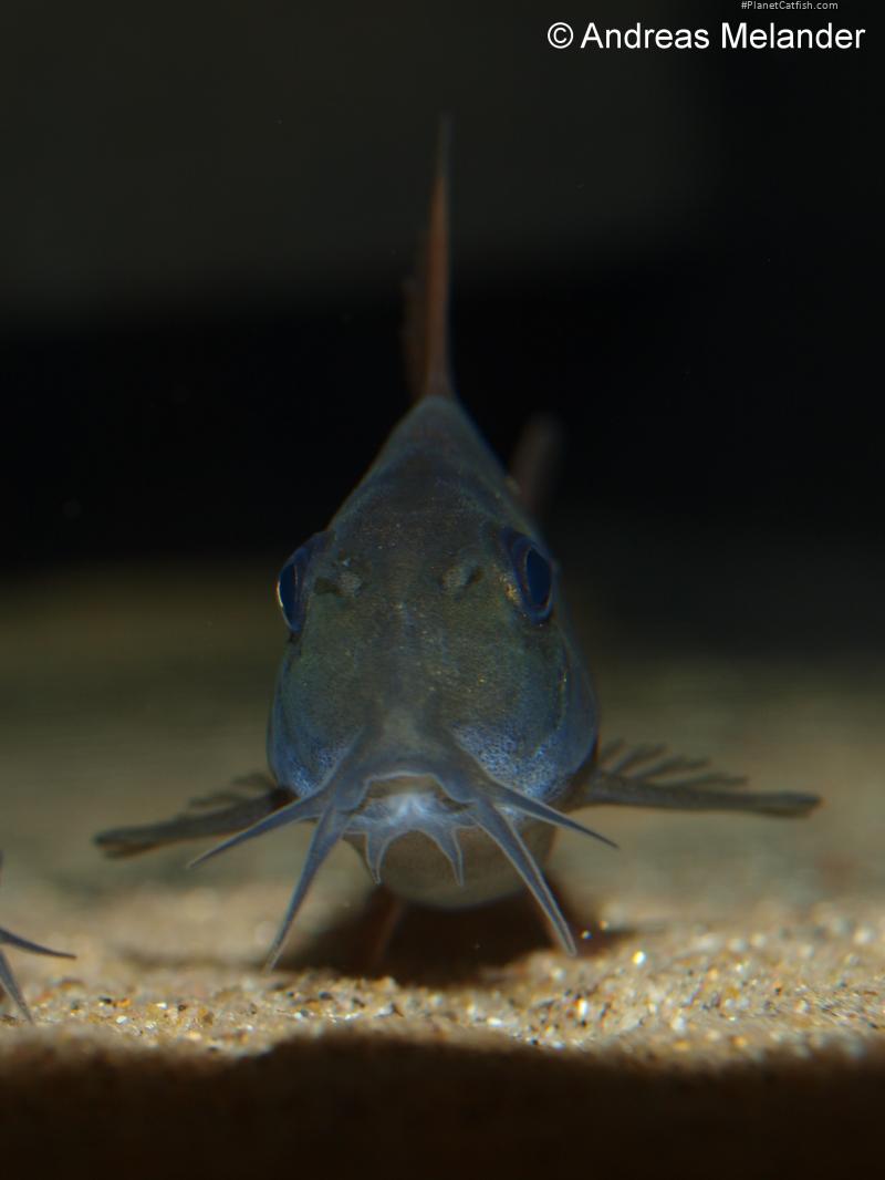 Hoplisoma concolor
