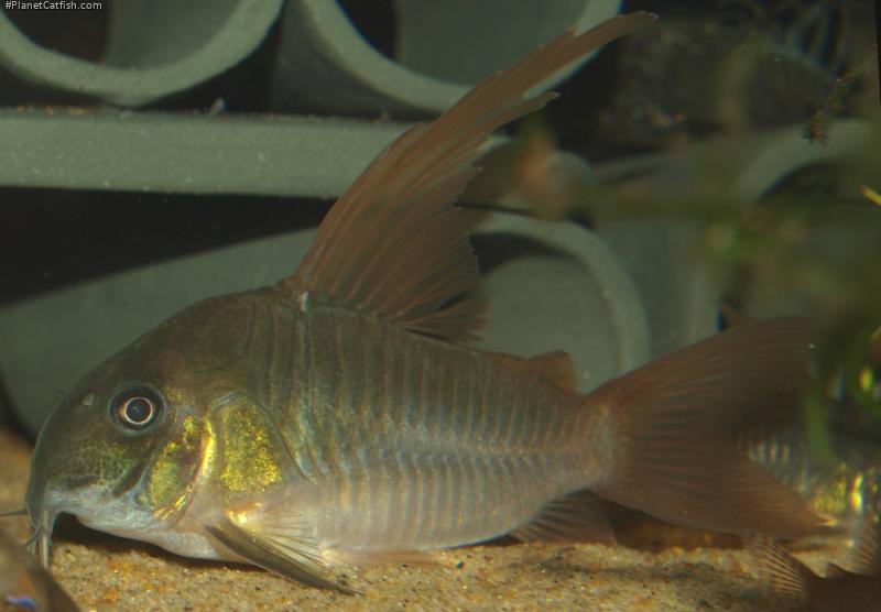 Hoplisoma concolor