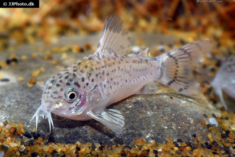 Hoplisoma cruziense