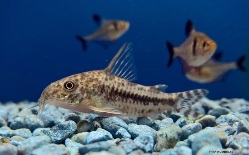 Hoplisoma diphyes