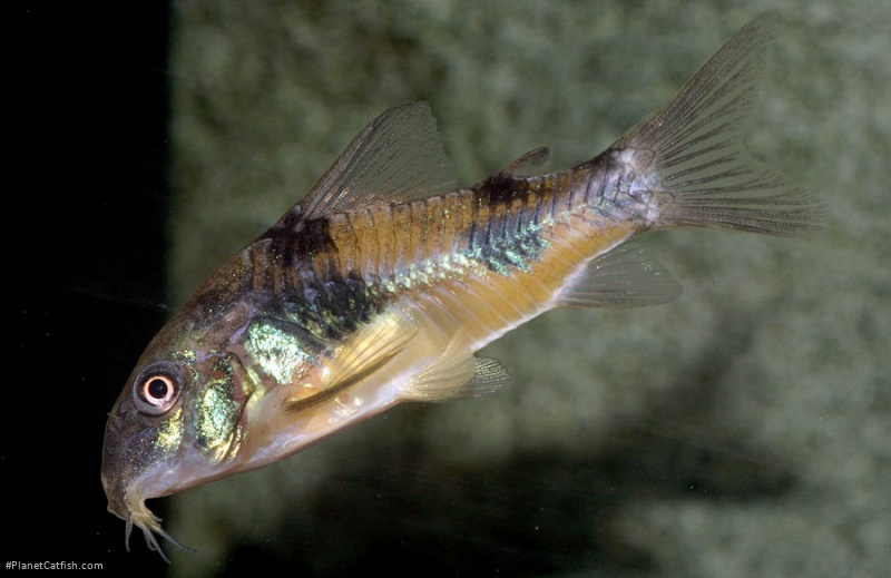 Hoplisoma ehrhardti