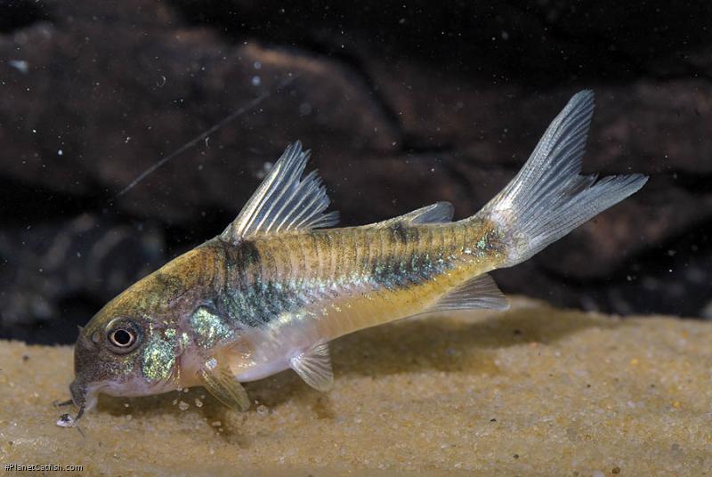 Hoplisoma ehrhardti