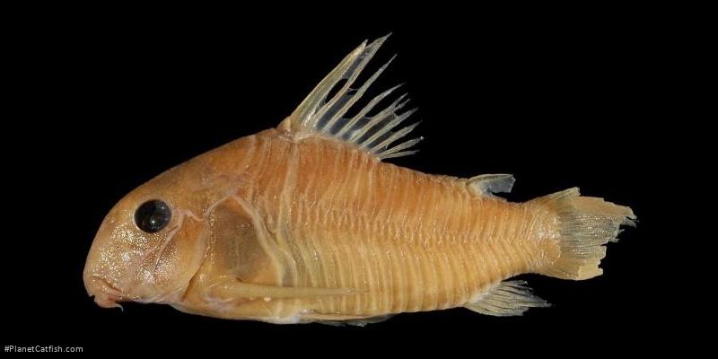 Hoplisoma esperanzae