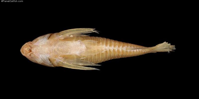 Hoplisoma esperanzae