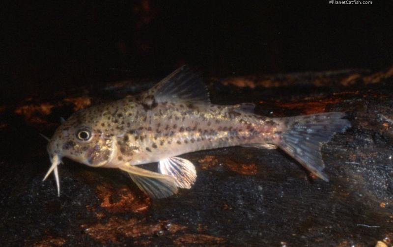 Hoplisoma flaveolum