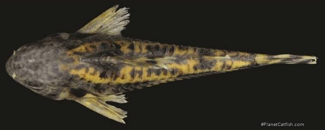 Hoplisoma froehlichi