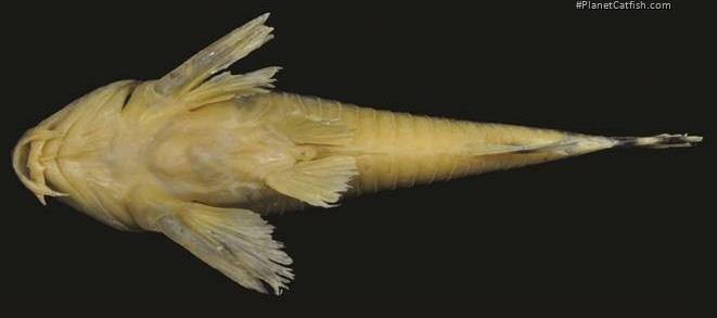 Hoplisoma froehlichi