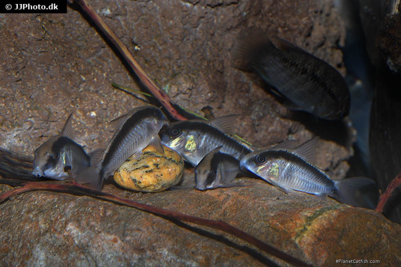 Hoplisoma granti