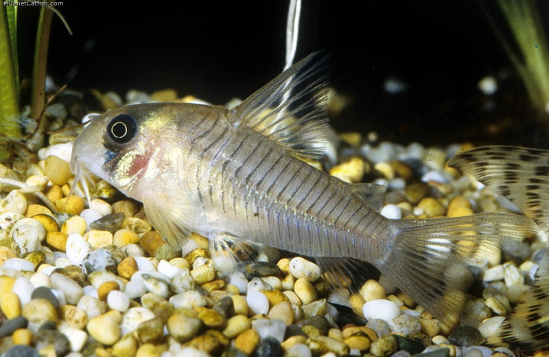 Hoplisoma griseum