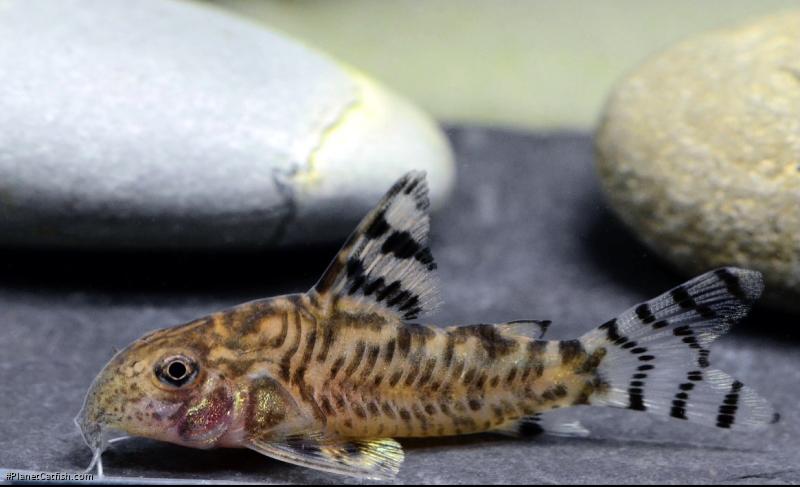 Hoplisoma hypnos