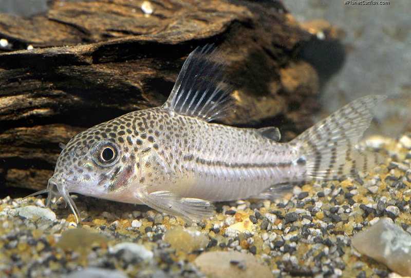 Hoplisoma julii