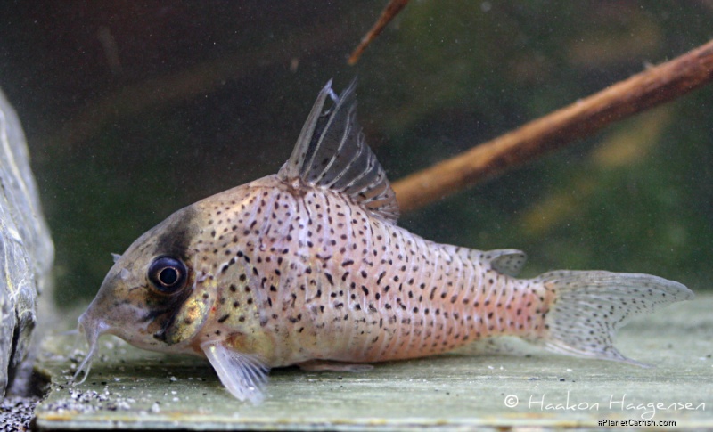 Hoplisoma kanei