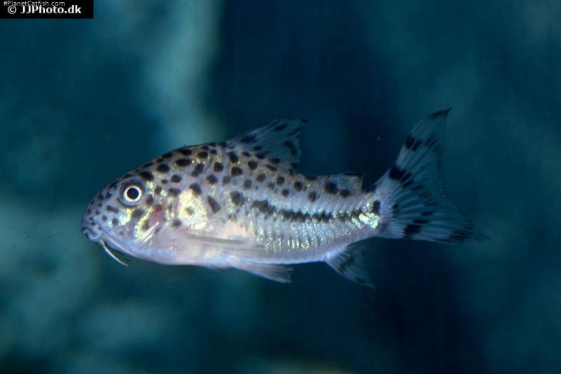 Hoplisoma knaacki