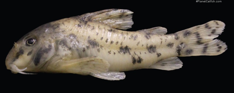 Hoplisoma lacrimostigmata