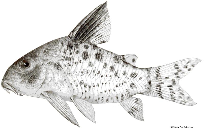 Hoplisoma leucomelas
