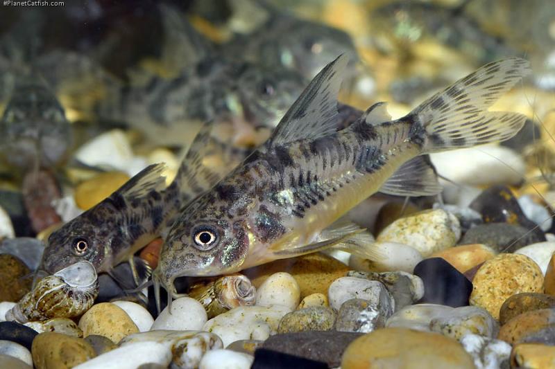 Hoplisoma longipinne